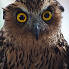Bloketupu (owl Ketupu) by Zaldy Ogawa